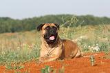 BULLMASTIFF 206